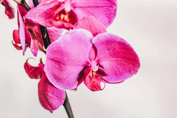 Branch Blooming Purple Orchid Close Phalaenopsis — Zdjęcie stockowe