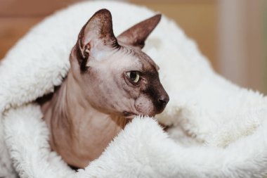 Kanadalı Sphynx cinsinin kel kedisi kırbaçla kaplanmış..