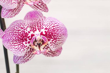 Çiçek açan mor orkide dalı. Yakından, falaenopsis..