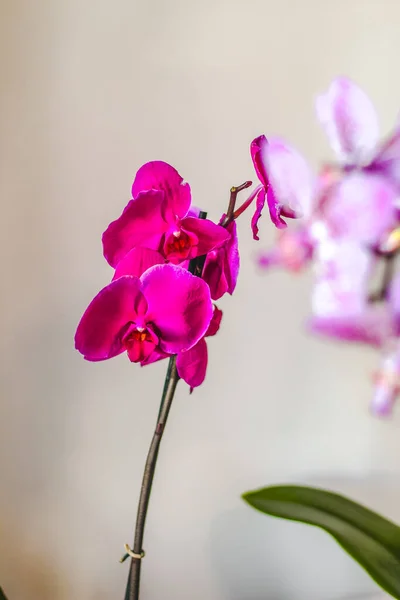 Branch Blooming Purple Orchid Close Phalaenopsis — Fotografia de Stock