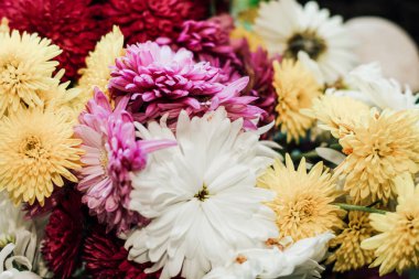 Farklı renklerde kasımpatı çiçekleri..