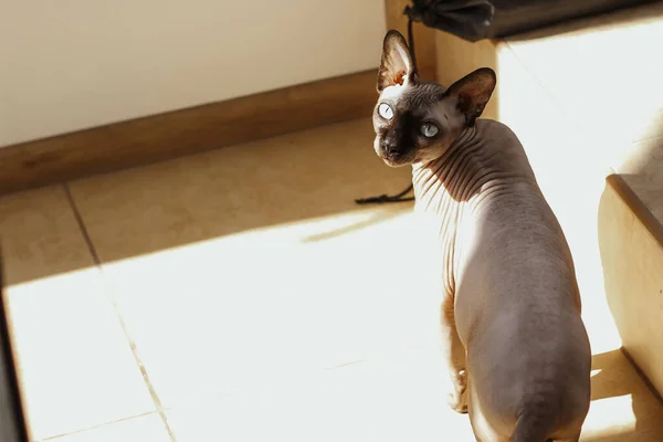 Kucing Sphynx Botak Kanada Dengan Mata Biru Berjemur Bawah Sinar — Stok Foto