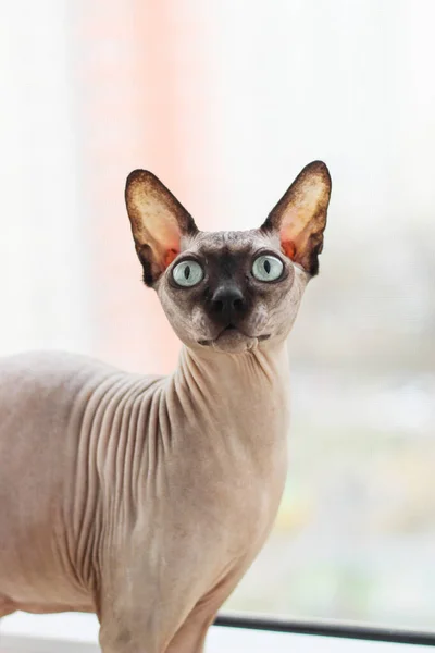 Kanadensisk Skallig Katt Renrasig Sfinx Rynkigt Husdjur Utan Päls — Stockfoto