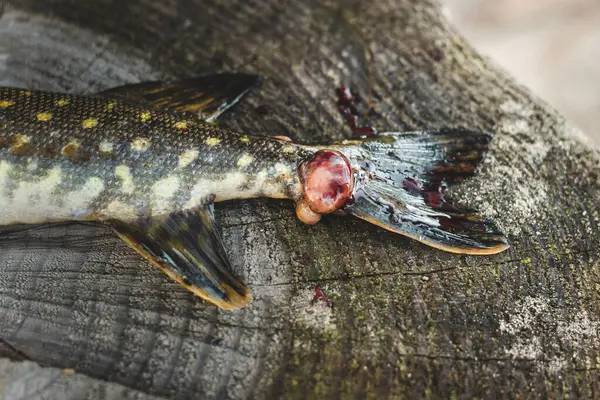 Gäddfisk Fångad Fiskare Med Ett Sår Från Ett Bett Sjukdom — Stockfoto