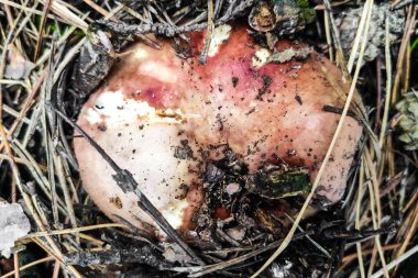 Ormanda kırmızı başlıklı Russula mantarı..