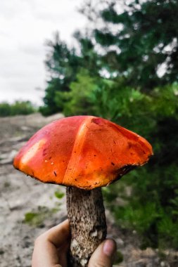 Yeşil bir ormanın arka planında L. aurantiacum, mantar hasadı..