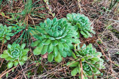 Lezzetli bitkiler ormandaki kozalaklı topraklarda yetişir..