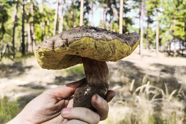 Large Mushroom Boletus Edulis Grows Coniferous Forest — Stock Photo, Image