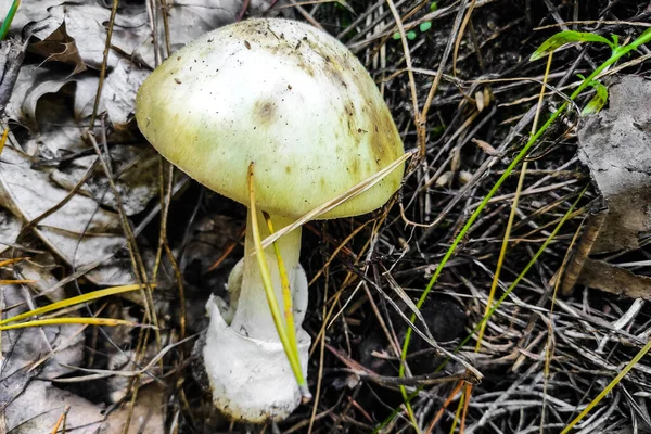 Most Poisonous Mushroom Amanita Phalloides Forest Close — Stock Photo, Image