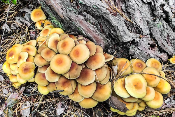 Cogumelo Hypholoma Fasciculare Floresta Close — Fotografia de Stock