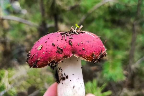 Russula Mushroom Red Cap Forest Close — Stock Photo, Image