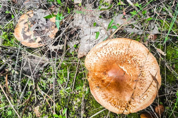 Paxillus Involutus Mushroom Forest Close — 스톡 사진