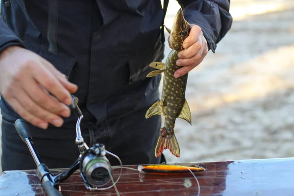 Pescador Remove Peixe Lúcio Capturado Gancho — Fotografia de Stock