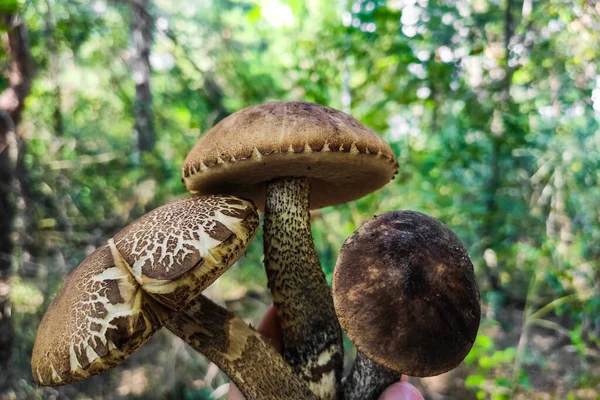 Leccinum Scabrum Sullo Sfondo Una Foresta Betulle Raccolta Funghi — Foto Stock
