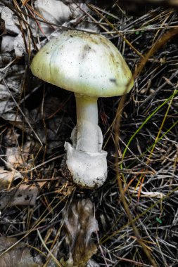 Ormandaki en zehirli mantar Amanita falloidleri..