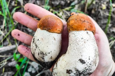 Yeşil bir ormanın arka planında L. aurantiacum, mantar hasadı..