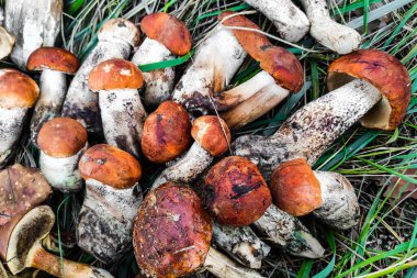 L. aurantiacum, Boletus edulis, Leccinum scabrum mantarı hasadı..