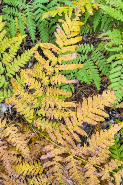 Phegopteris Connectilis Vert Jaune Dans Forêt Close — Photo