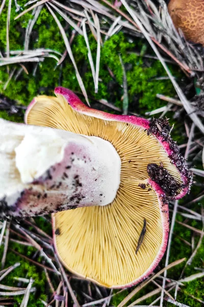 Mushroom Tricholomopsis Rutilans Forest Close — Stock Photo, Image