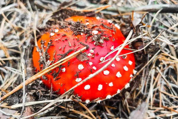Mantar Zehirli Amanita Muscaria Sonbahar Ormanlarında Yetişir — Stok fotoğraf