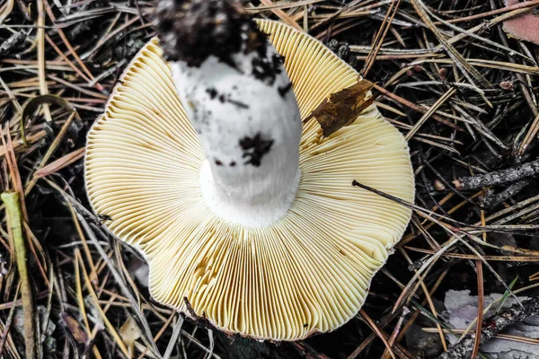 Mushroom Russula Lamelar Hymenophore Floresta Close — Fotografia de Stock