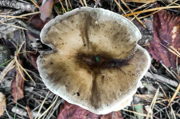 Cogumelo Rhodocollybia Butyracea Floresta Close — Fotografia de Stock