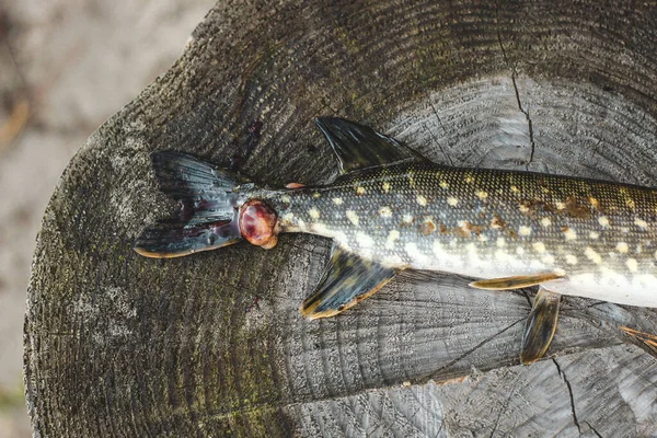 Peixe Pique Capturado Por Pescador Com Uma Ferida Uma Mordida — Fotografia de Stock