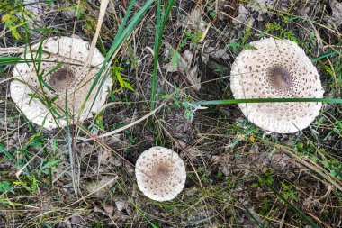 Mushroom Macrolepiota procera close-up. clipart