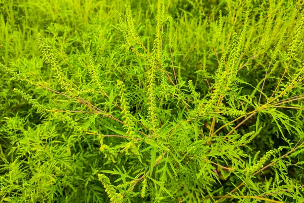 Zielona Ambrozja Roślin Bliska Liśćmi — Zdjęcie stockowe