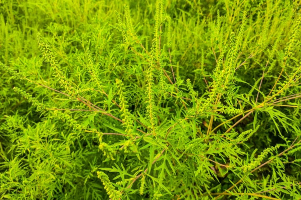 Grüne Ambrosia Pflanze Hautnah Mit Blättern lizenzfreie Stockbilder