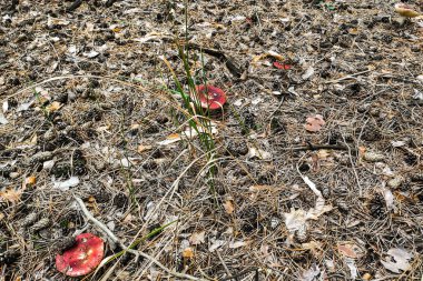 Ormanda kırmızı başlıklı Russula mantarı..