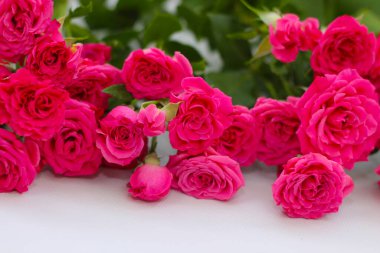 Beyaz arka planda küçük pembe çalı gülleri ve metin için bir yer