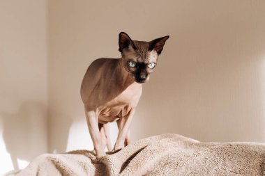 Kanada Sphynx cinsinden kel bir kedi.