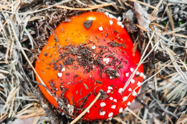 Μανιτάρια Δηλητηριώδη Amanita Muscaria Μεγαλώνει Στο Δάσος Του Φθινοπώρου — Φωτογραφία Αρχείου