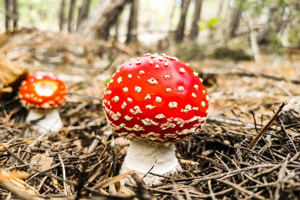 Pilzgiftige Amanita Muscaria Wächst Herbstwald — Stockfoto