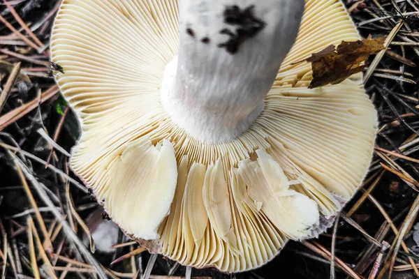 Mushroom Russula Lamellar Hymenophore Forest Close — 스톡 사진