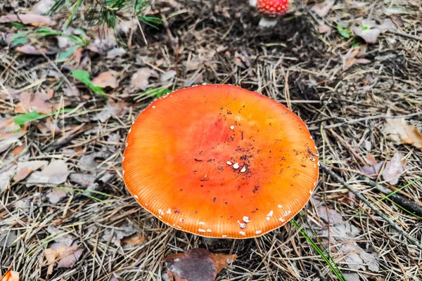 秋の森の中でキノコ毒のあるアマニタ ムスカリアが育つ — ストック写真