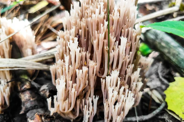 Cogumelo Artomyces Pyxidatus Floresta Close — Fotografia de Stock