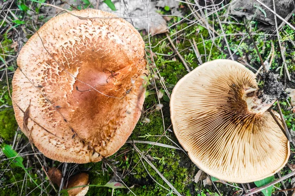 Paxillus Involutus Mushroom Forest Close — 스톡 사진