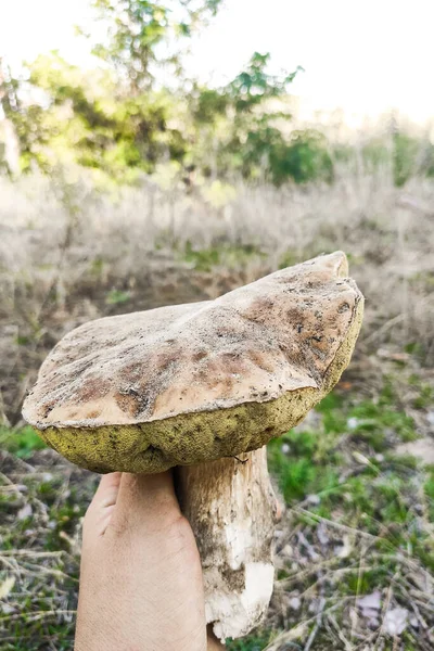 Ormancının Elinde Büyük Bir Boletus Edulis Mantarı — Stok fotoğraf