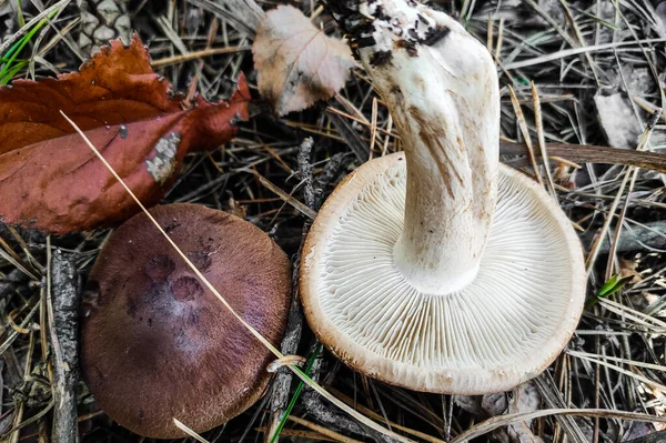 Mushroom Tricholoma Fulvum Forest Close — Stock Photo, Image