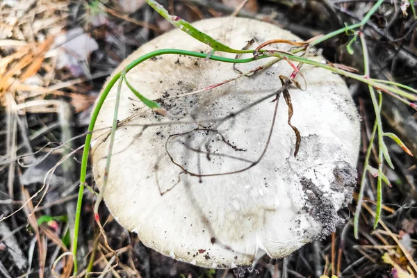 Der Giftigste Pilz Amanita Phalloides Wald Aus Nächster Nähe — Stockfoto