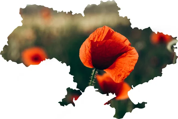 Die Kontur Des Territoriums Des Landes Ukraine Mit Mohnblumen Als — Stockfoto