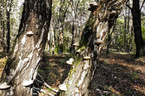 Gomba Gomba Fomes Fomentarius Egy Parazita Fák Erdőben — Stock Fotó