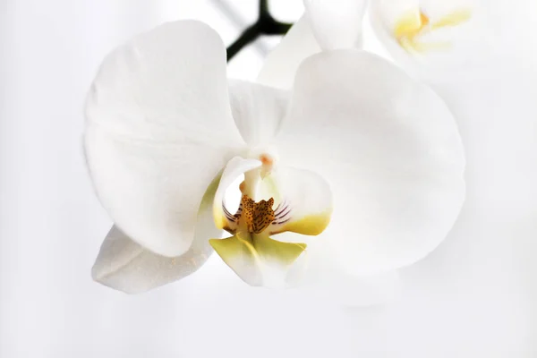 Ветвь Цветущей Белой Орхидеи Крупным Планом Фаленопсис — стоковое фото