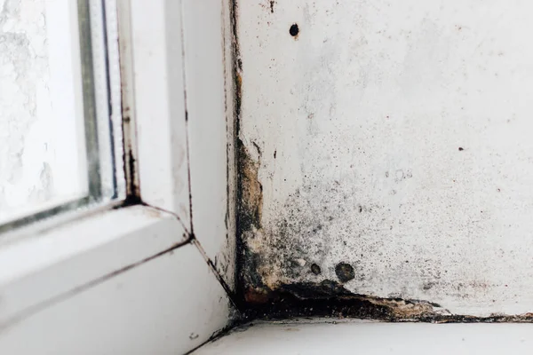 Sebuah Jamur Mekar Menghitam Sudut Jendela Stok Lukisan  