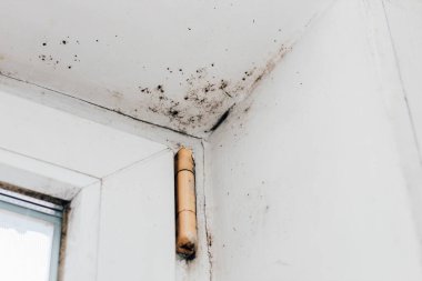 Pencerenin köşesinde kararmış çiçek açan bir mantar..