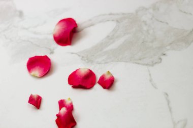 Beyaz arka planda pembe güllerin yaprakları ve metin için bir yer.