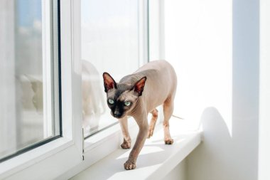 Kanadalı kel kedi safkan sfenks, tüysüz buruşuk evcil hayvan.