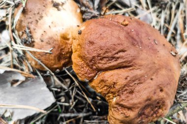 Boletus edulis mantarı kozalaklı bir ormanda yetişir..